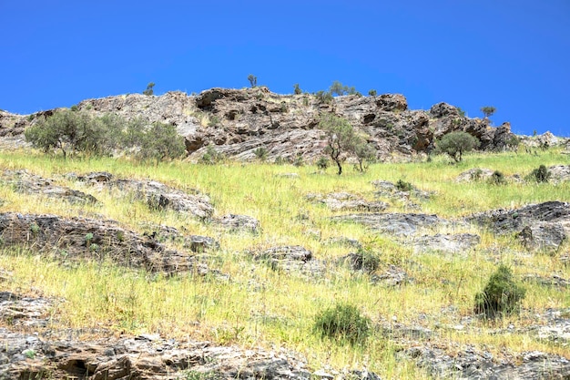 Herbaceous vegetation in the steppe plain