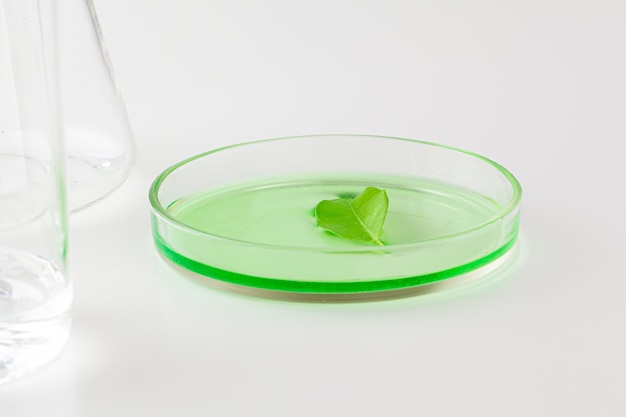 Herbal leaf in Petri dish, laboratory research close up