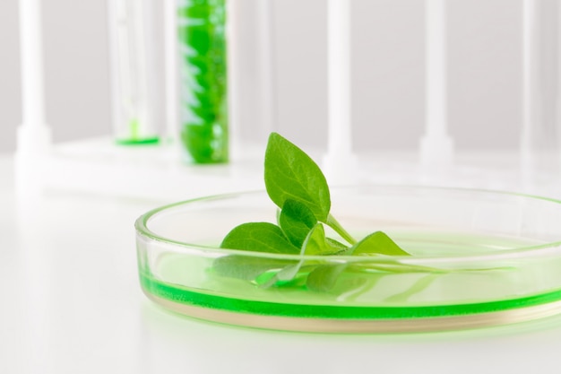 Herbal leaf in Petri dish, laboratory research close up