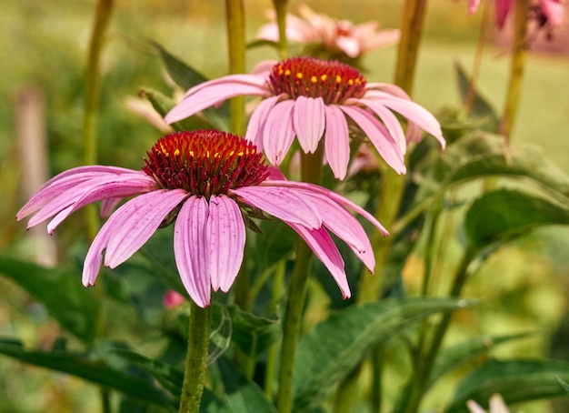 초본 식물 Echinacea purpurea.