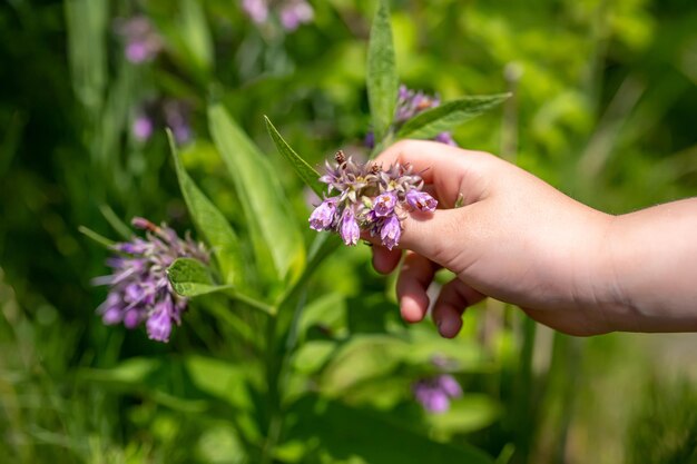 Herbalists Gathering Hand Symphytum officinale commonly known as comfrey Harvested for its medicinal properties herb is revered for its antiinflammatory qualities