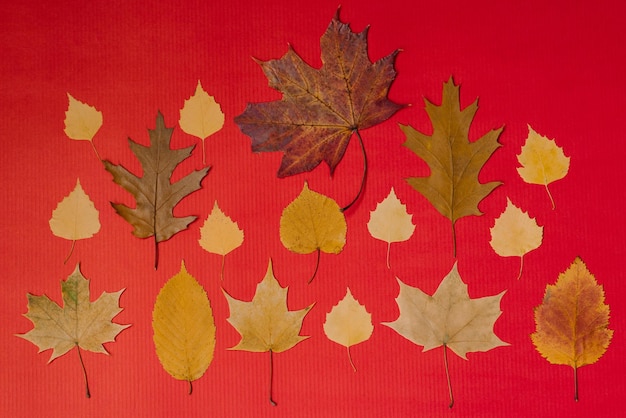 Herbarium autumn yellow leaves on a red background