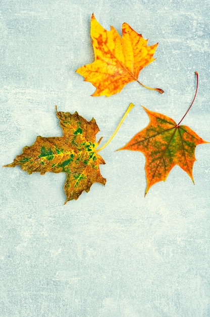 Herbarium collection of autumn leaves