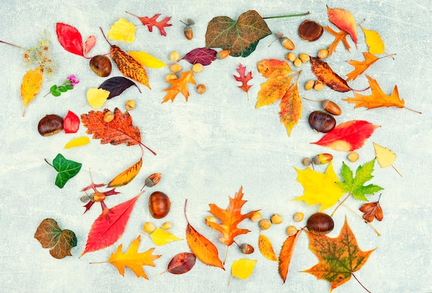 Herbarium collection of colorful autumnal leaves