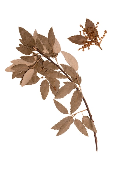 Herbarium dry branch of a cork oak tree isolated on white background