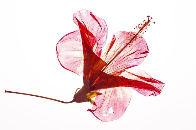 Herbarium from plant or flower of pressed and dried leaf hibiscus or other on white background flat