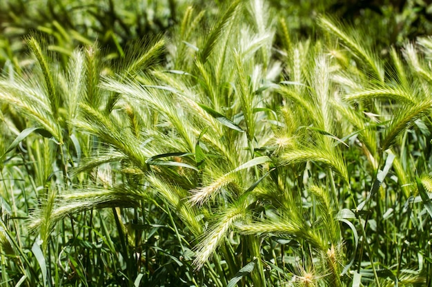 Herbs of a garden in a sunny day in a close up view