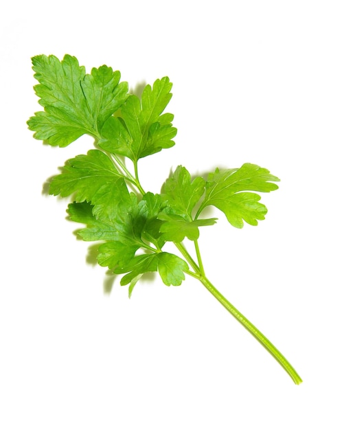 Herbs parsley