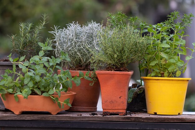 Herbs in pots