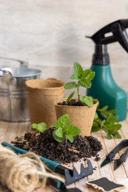 Herbs seedlings growing in a biodegradable pots near garden tools on wooden table Indoor gardening Homegrown plants germinating herb seeds close up