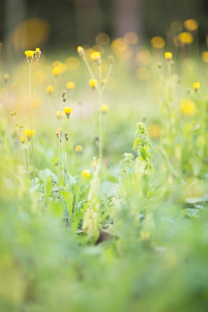 herbs with sun rays close up