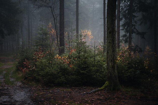 Photo herbstwald mit nebel am abend