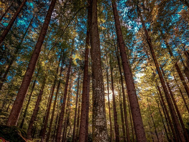 Photo herbstwald