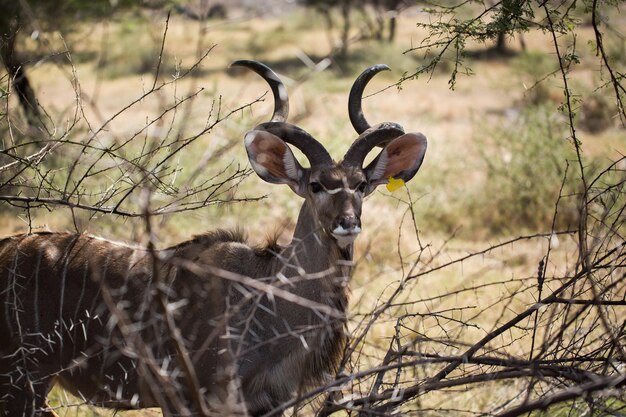 A herd of African deers in the wild Mauritius