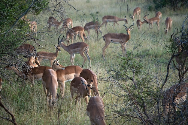 Photo herd of antelope in a field