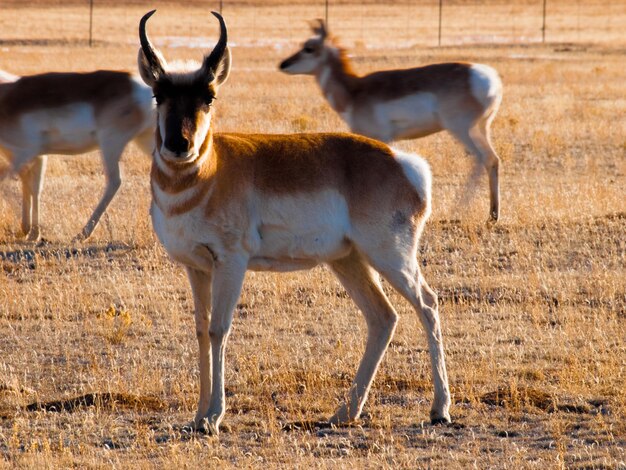 Herd of antelope.