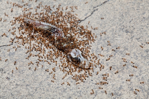 Foto le formiche di allevamento mangiano carogne di lucertola sul pavimento di cemento