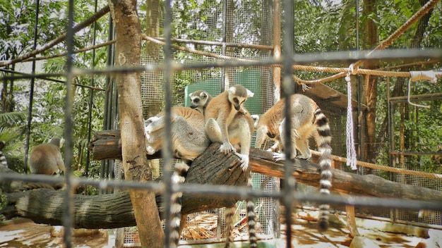 写真 オープン動物園の群れ