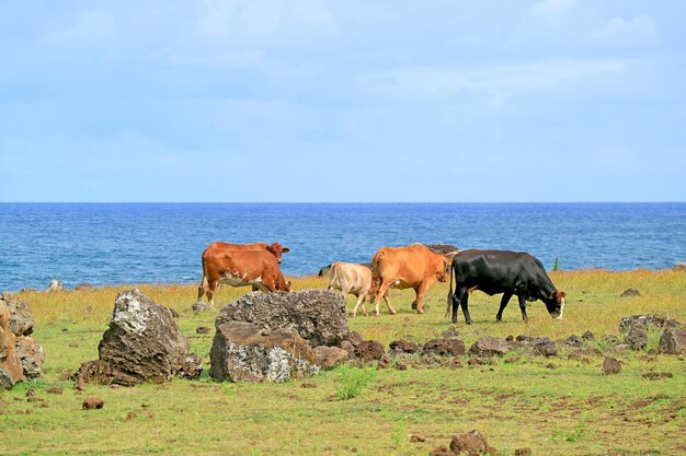 Herd of beautiful cows grazing in the meadow of pacific coast easter island chile south america