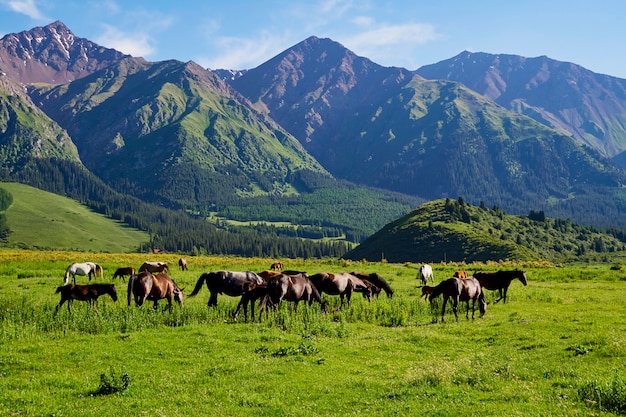 Photo herd of beautiful horses grazing on a field