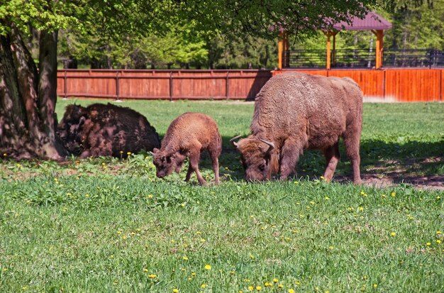 Herd of Bisons and calf in Bialowieza National Park as a part of Belovezhskaya Pushcha National Park in Poland.