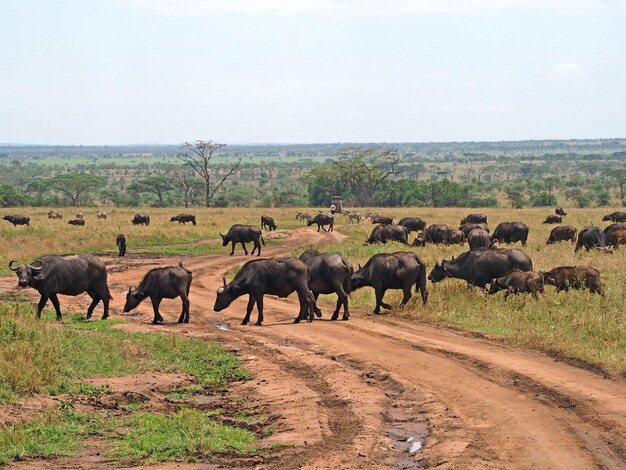 Foto branco di bufali a cappuccio nero fauna selvatica in safari in africa