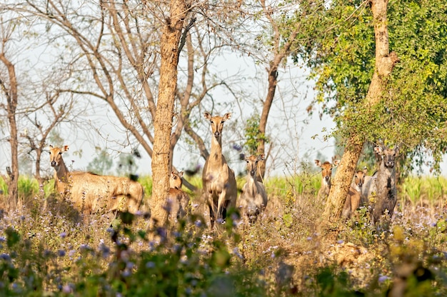 A herd of blue bulls in habitat