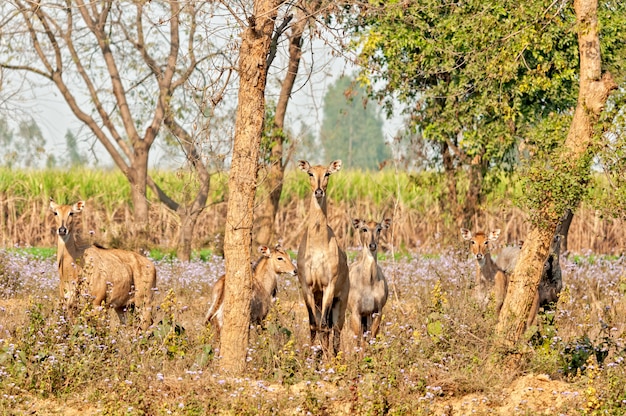 A herd of blue bulls in habitat