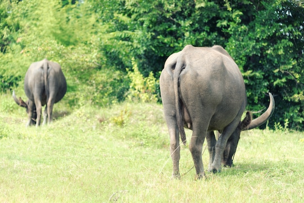 Стадо буйволов, питающихся зеленой травой. Концепция животных и природы