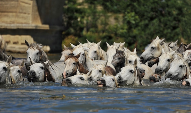 Camargue 말의 무리