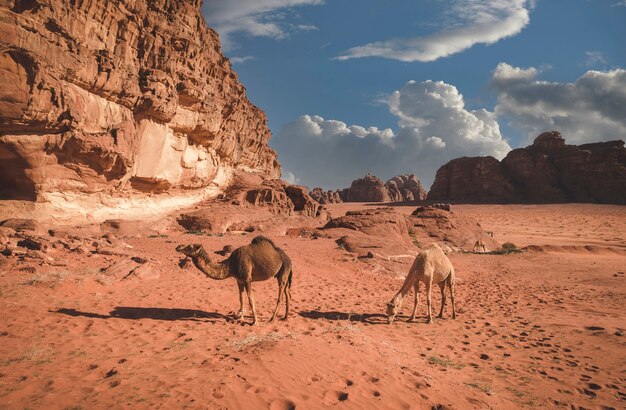 요르단 와디 럼 사막의 모래에서 풀을 뜯고있는 낙타 무리