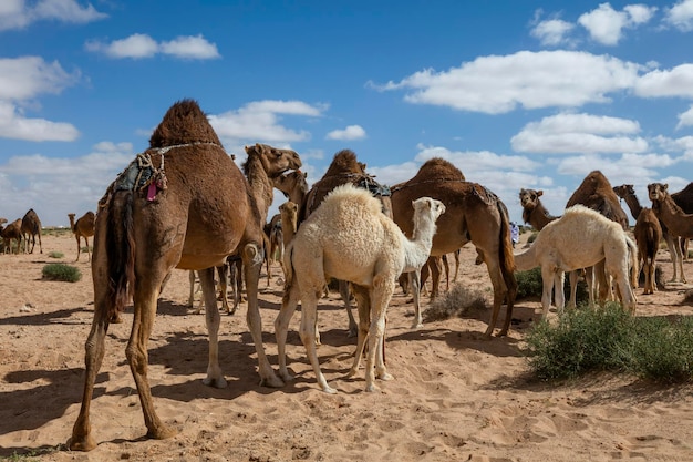 モロッコのサハラ砂漠のラクダの群れ モロッコの砂漠のラクダ