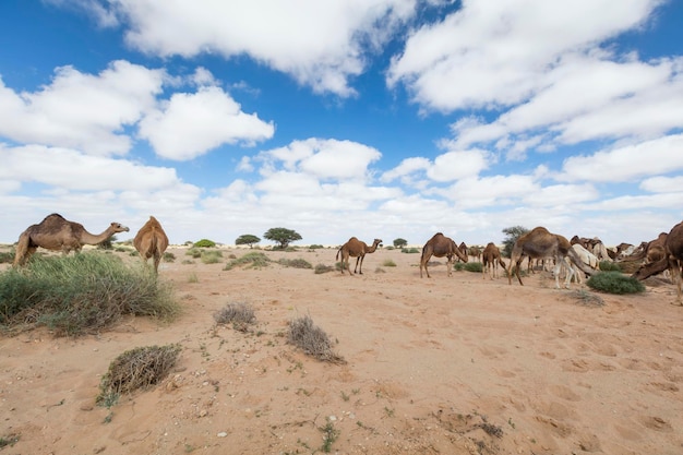 Herd of camels on moroccan sahara camels in the moroccan\
desert