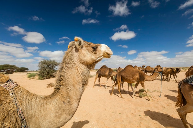 Herd of camels on moroccan sahara Camels in the moroccan desert