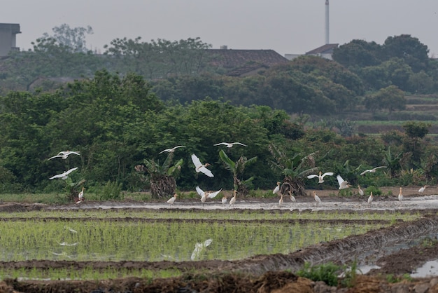 A herd of cattle egrets stay in fields or trees