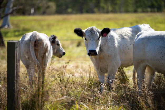 A herd of cattle in a field with a fence in the background.