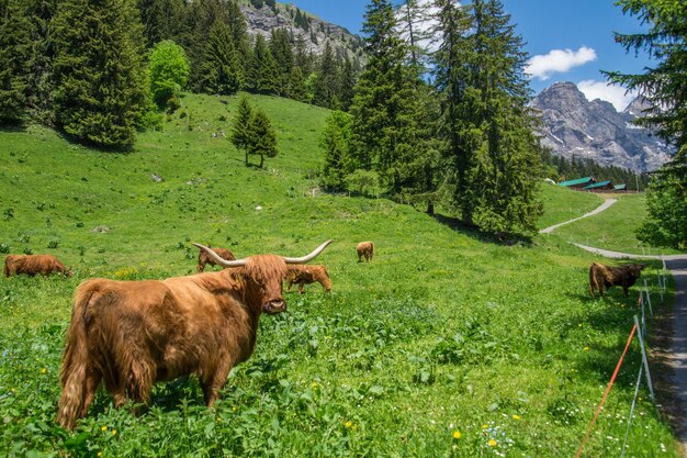 Foto una mandria di bovini in un campo con le montagne sullo sfondo.