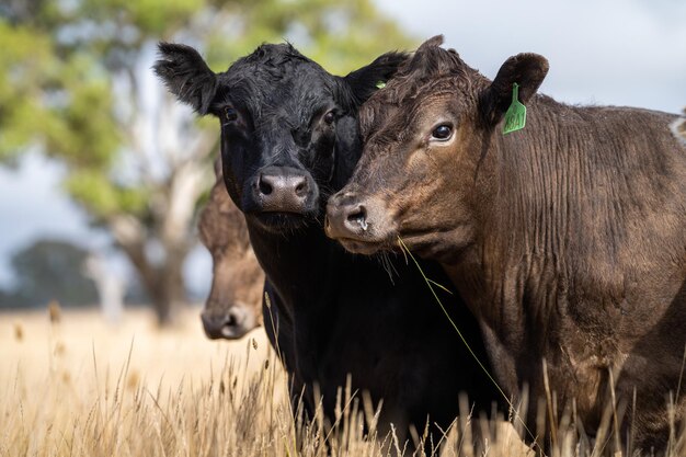 A herd of cattle in a field with a tag that says'cattle '