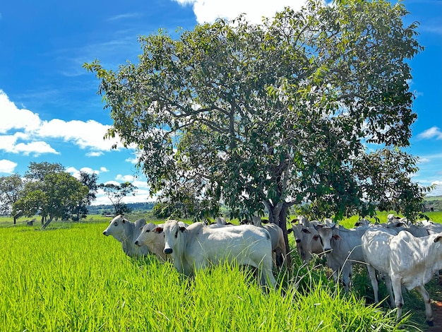 Photo a herd of cattle in a field with a tree in the background