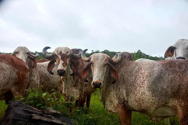 Photo a herd of cattle in a field with trees in the background