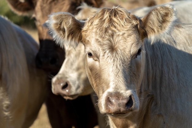 A herd of cattle in a field