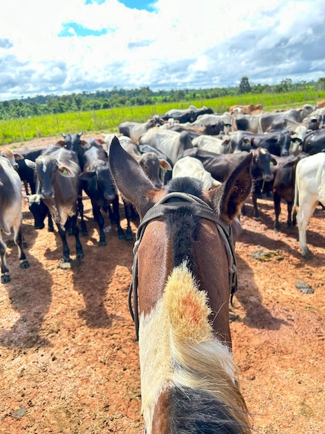 Photo a herd of cattle is shown with a cow in the background