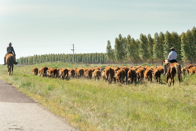 A herd of cattle is walking along a road.