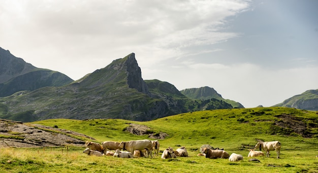 Herd of cows in the alpine pastures