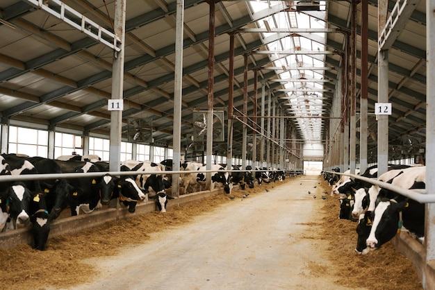 Стадо коров в загоне для животных на ферме