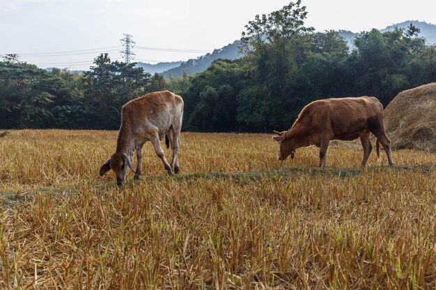 牛の群れが牧草地で放牧されています