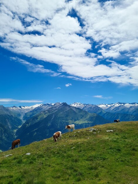 A herd of cows are on a hill with mountains in the background.