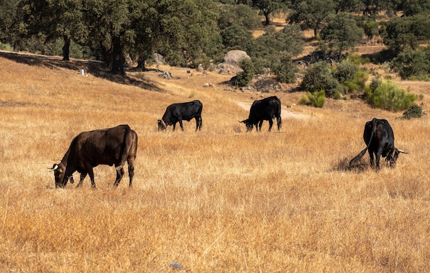 Extremadura dehesa에 있는 검은 이베리아 Avilanian 또는 Avila 품종의 소 무리