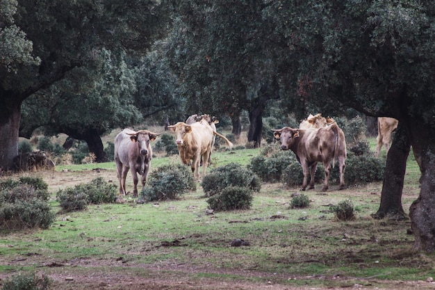 Herd of cows and calves in the field.  Breeding concept of farm animals in freedom.