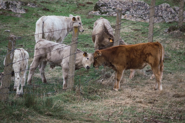 Foto mandria di mucche e vitelli nel campo separati da una recinzione. concetto di allevamento di animali da fattoria in libertà.